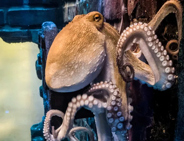 SLO Oktopus