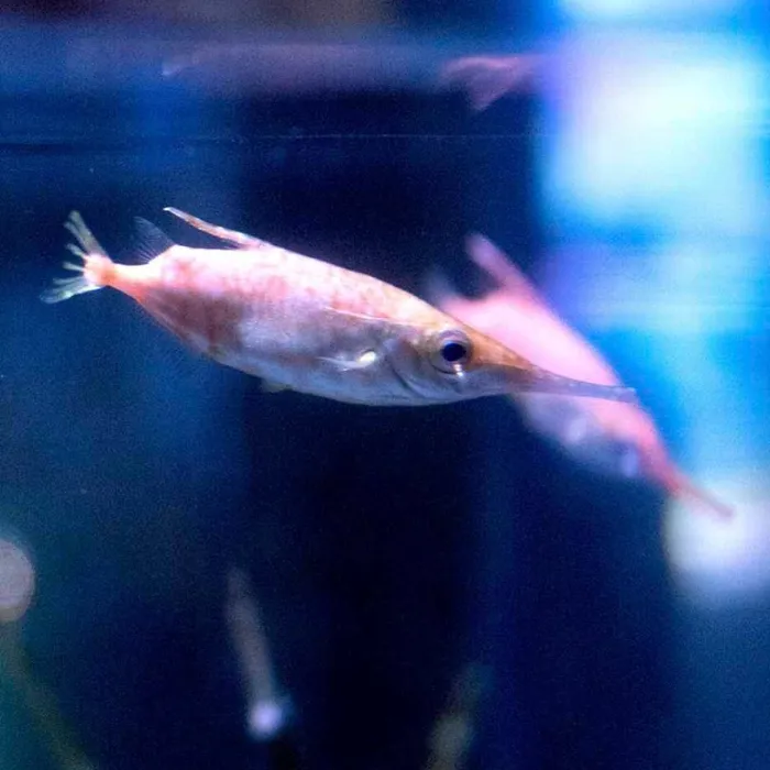 Schnepfenfisch