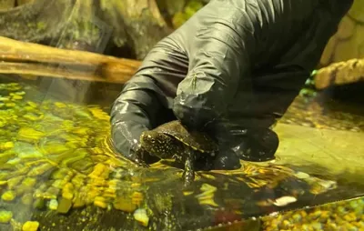 Europäische Sumpfschildkröte Bezieht Neues Zuhause (2)
