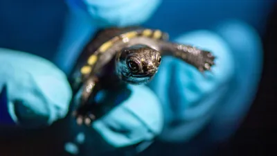 SEA LIFE Oberhausen Grüne Meeresschildkröte (3)