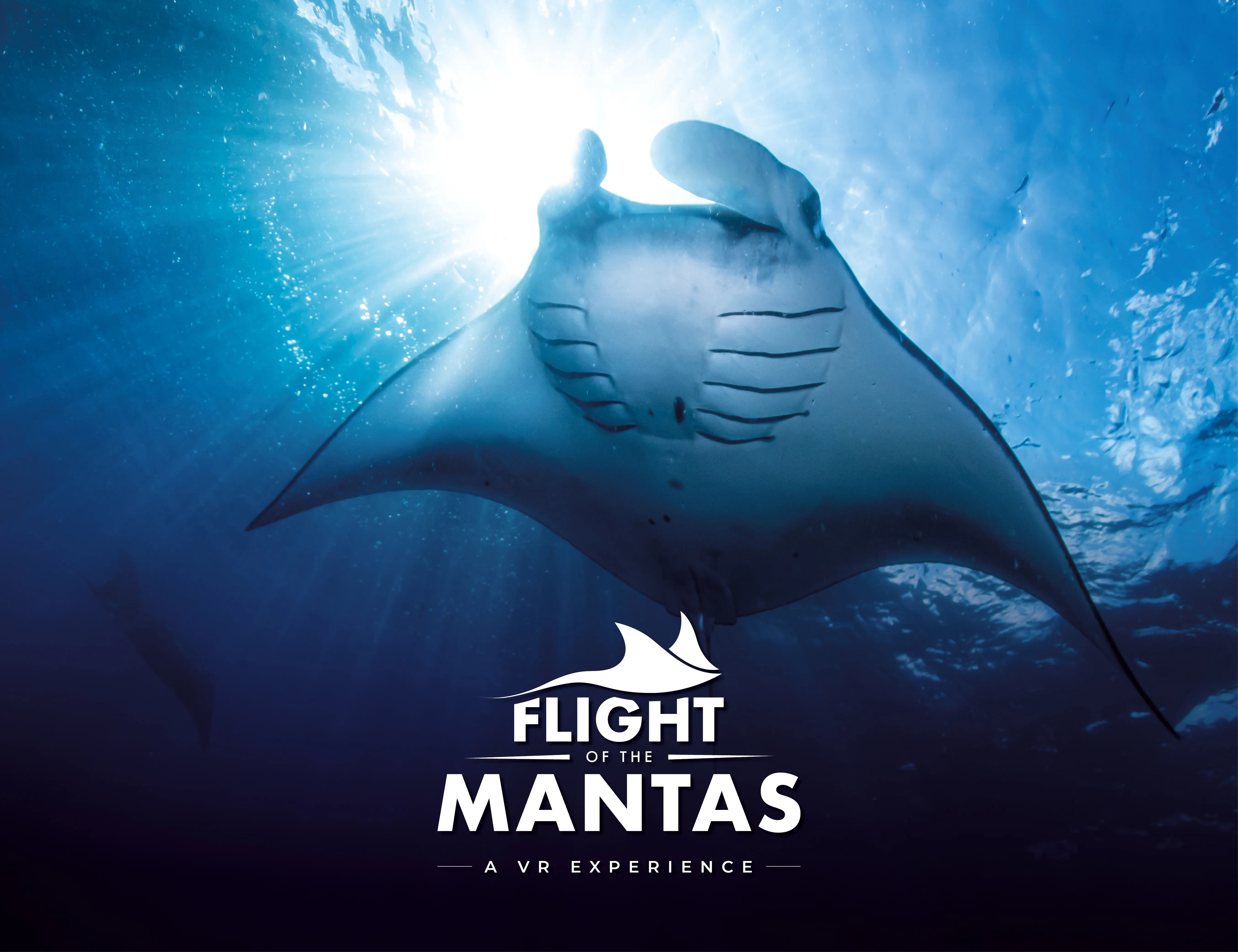 FLIGHT OF THE MANTAS ENGLISH EMAIL INSET IMAGE 1300 X 1000 GENERIC 2