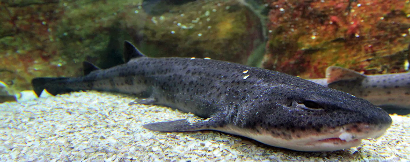 Großgefleckter Katzenhai im SEA LIFE Oberhausen