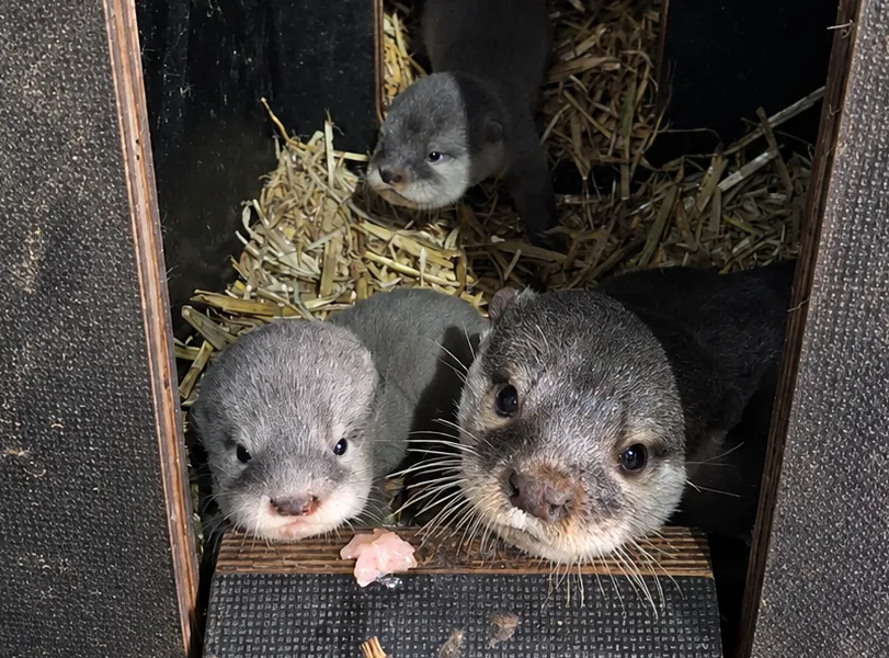 Otterbabies