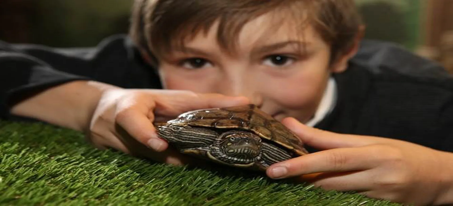 Sea Life Oberhausen Regionale Projekte Schildkroete