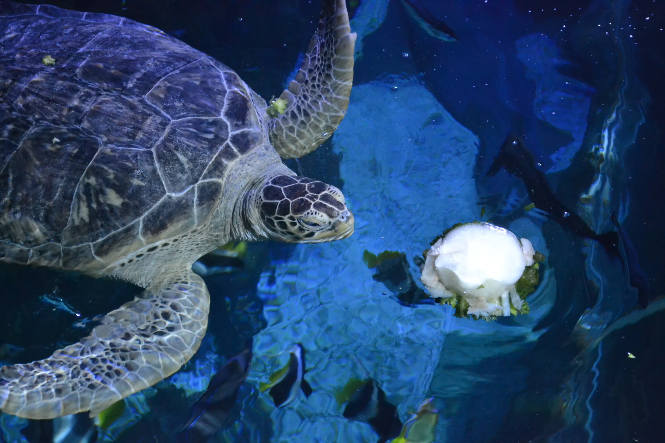 Eiserfrischung Meeresschild Kröten SEA LIFE