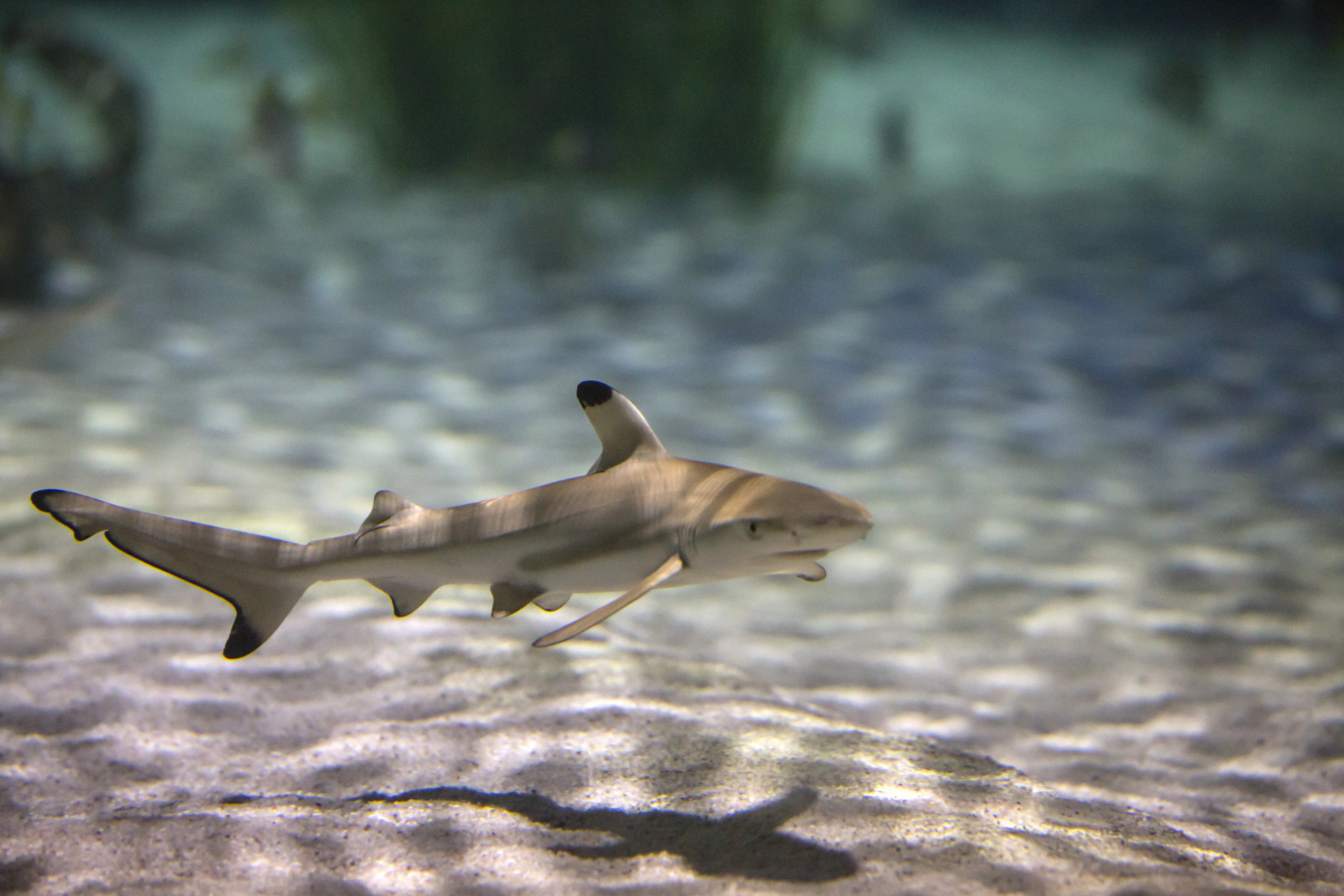 Shark Nursery