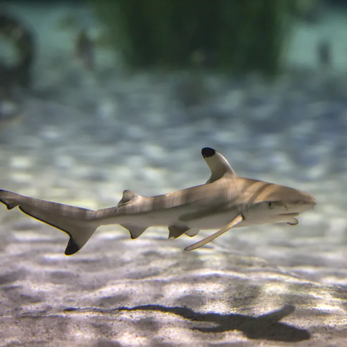 Shark Nursery