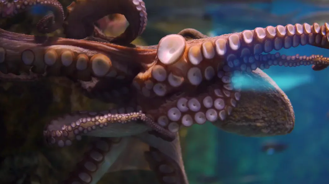 SEA LIFE Oberhausen Video Header