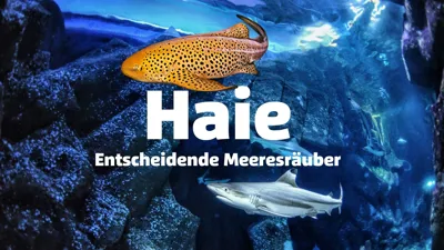 Hai-Präsentation