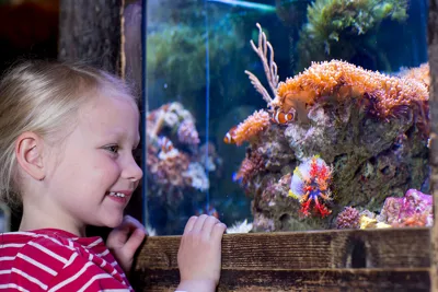 SEA LIFE Holzschiffswrack