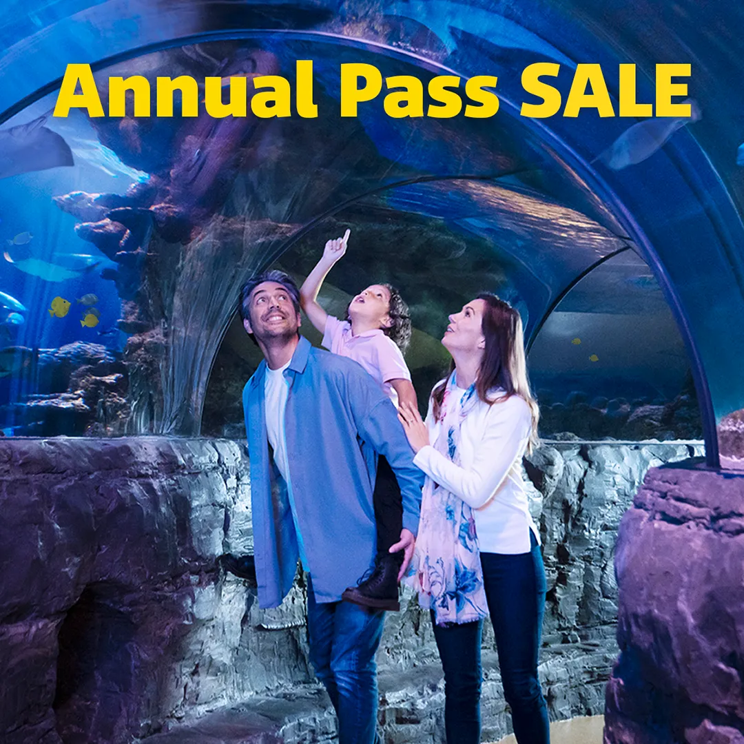 SL Slap Sale 1080X1080px EN 1