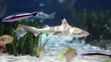 Schwarzspitzenriffhai SEA LIFE Oberhausen