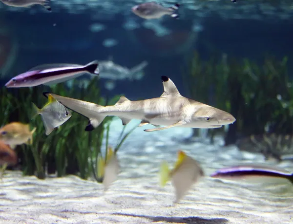 Schwarzspitzenriffhai SEA LIFE Oberhausen