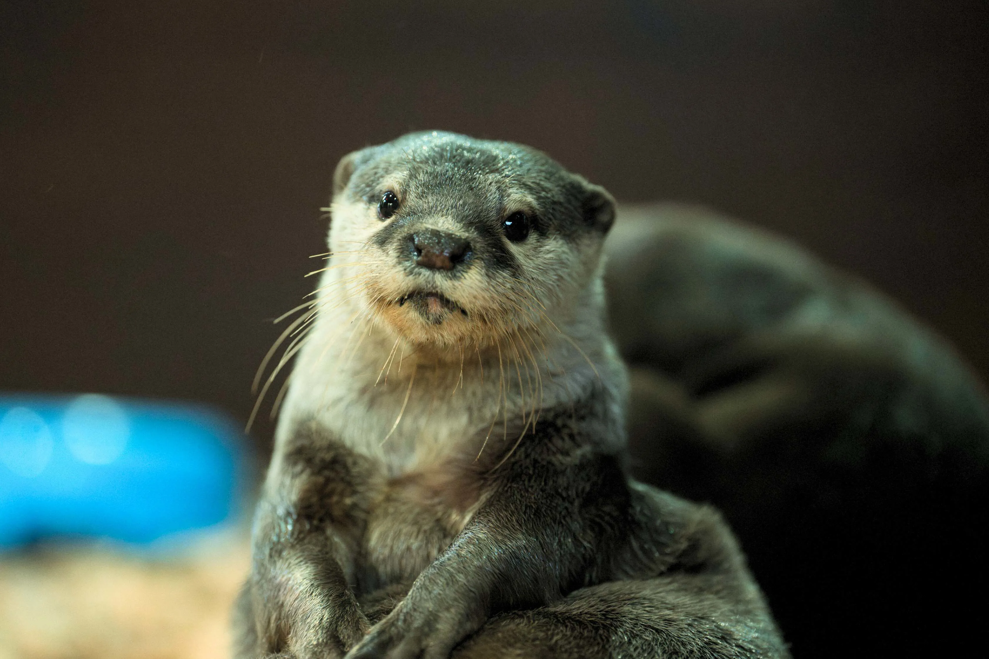 SEA LIFE Oberhausen Otter Kalle