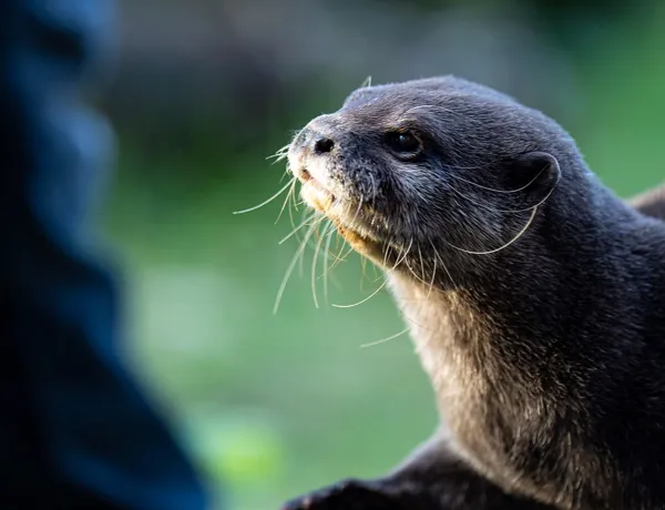 Otter