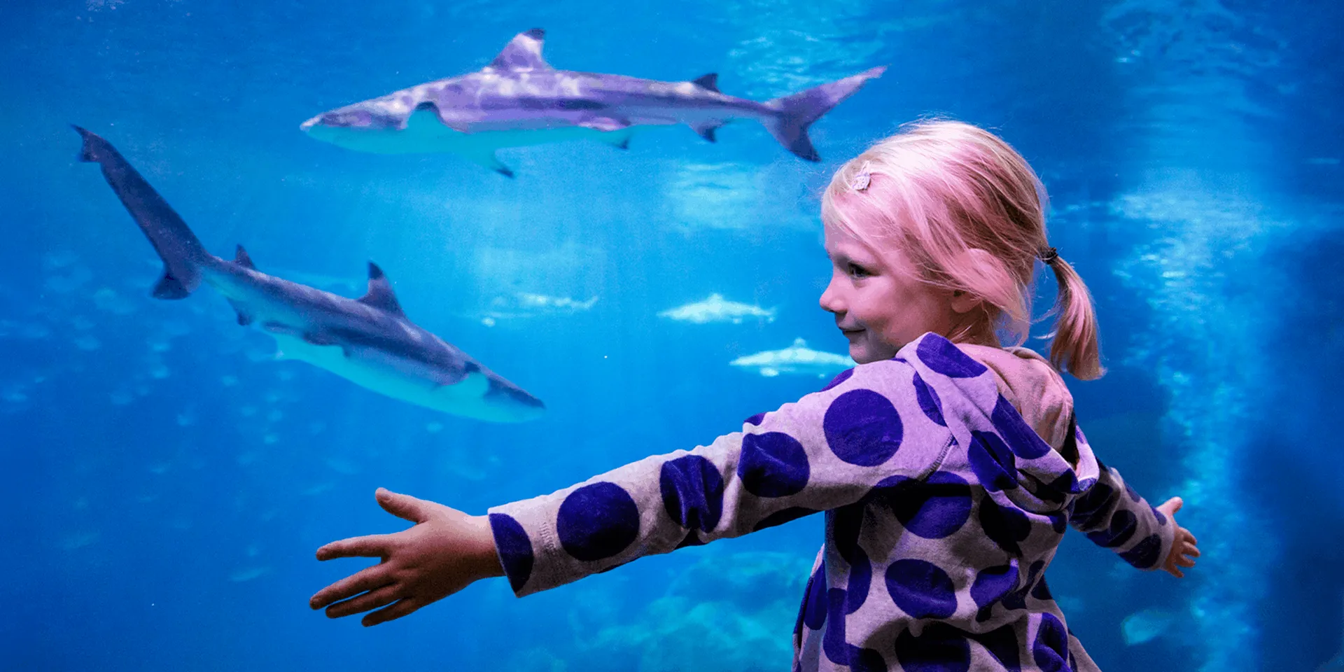 LTO Kids Ticket Decoy 1920X960px (1)