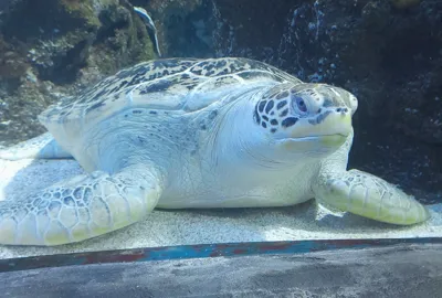 Iggy Im Ozeanbecken