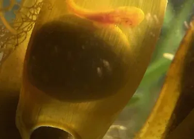 Sea Life Hai Ei