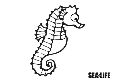 coloring picture seahorse