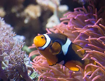 Sea Life Jahreskarte