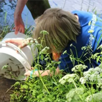 Das SEA LIFE Berlin züchtet Elritzen und wildert diese aus