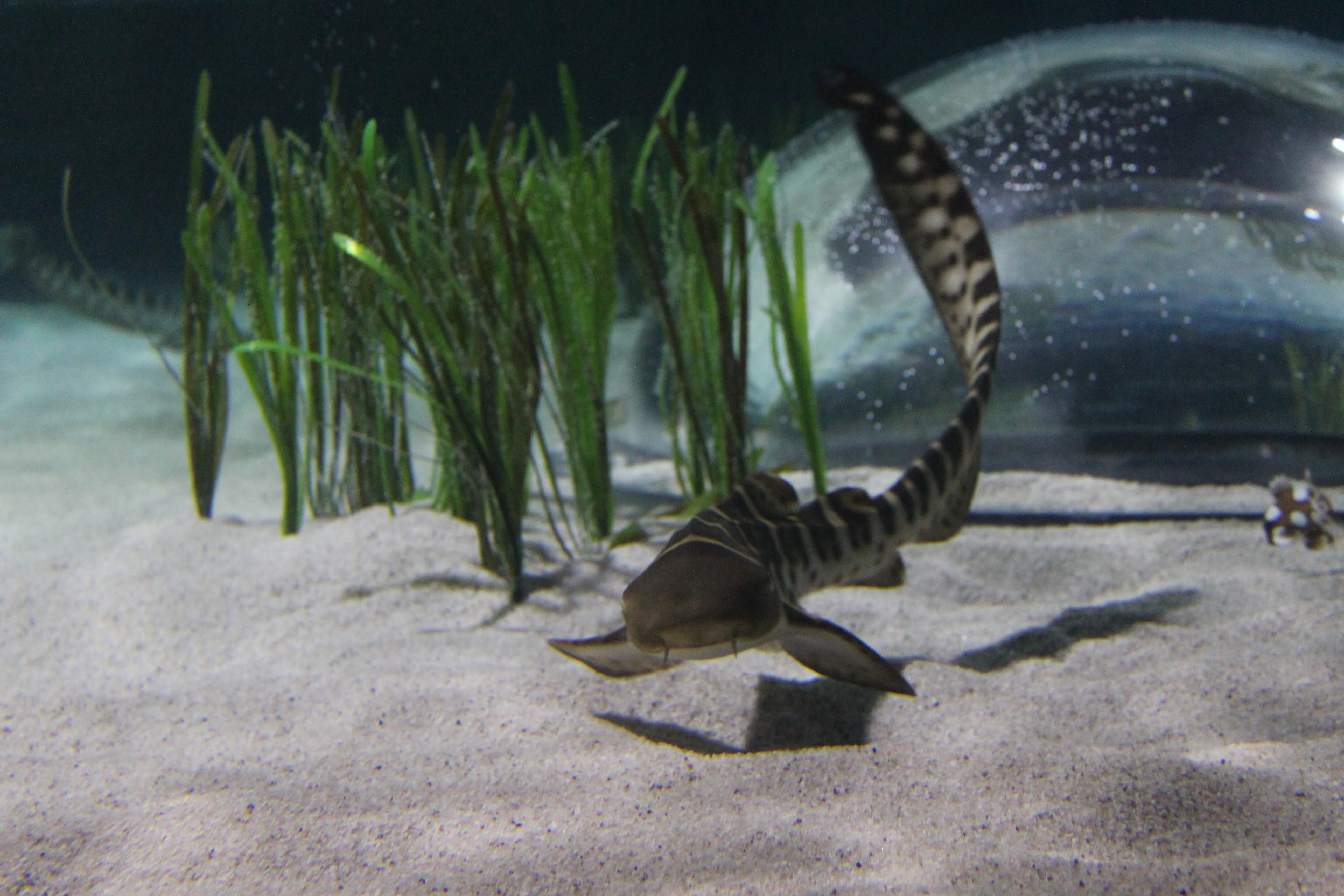 Zebrahai im SEA LIFE Oberhausen