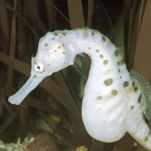 Seahorses Sea Life Oberhausen