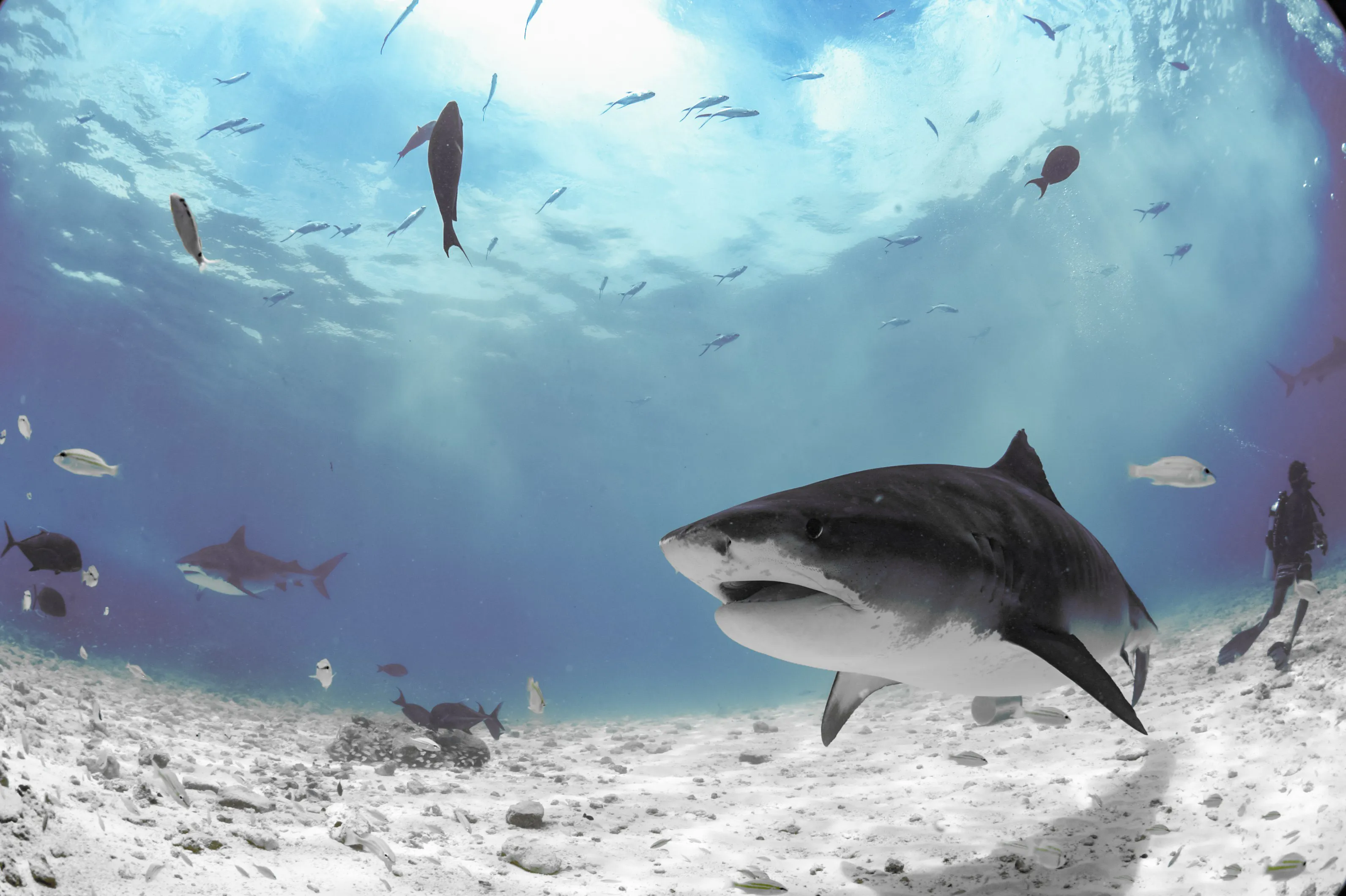 Shark Awareness