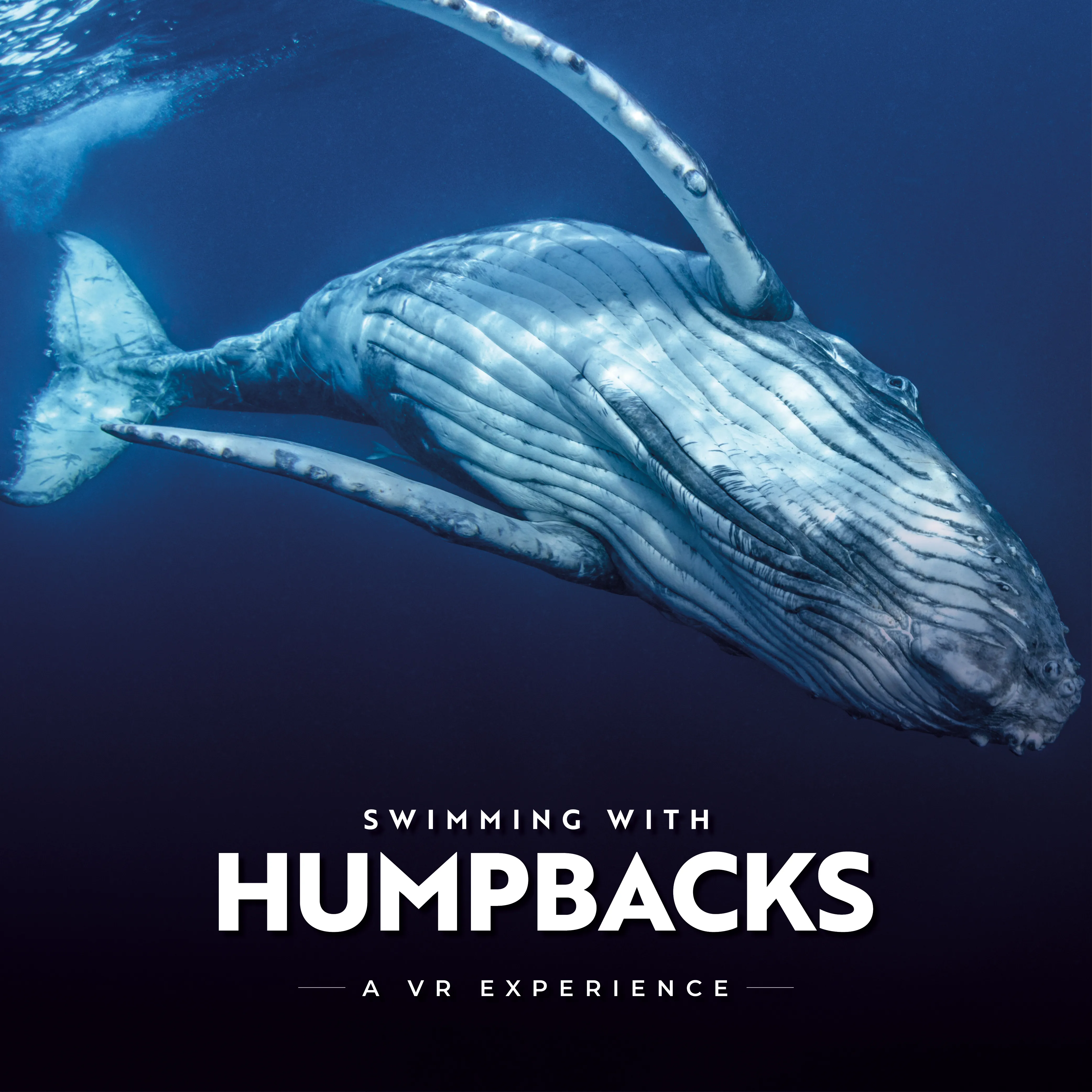 SWIMMING WITH HUMPBACKS ENGLISH SOCIAL 1000 X 1000 GENERIC 1