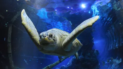 SEA LIFE Oberhausen Grüne Meeresschildkröte (1)