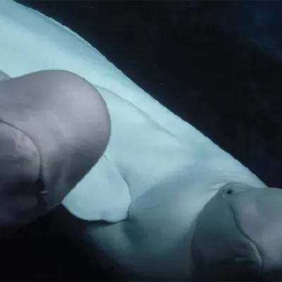 Beluga Whale Sanctuary