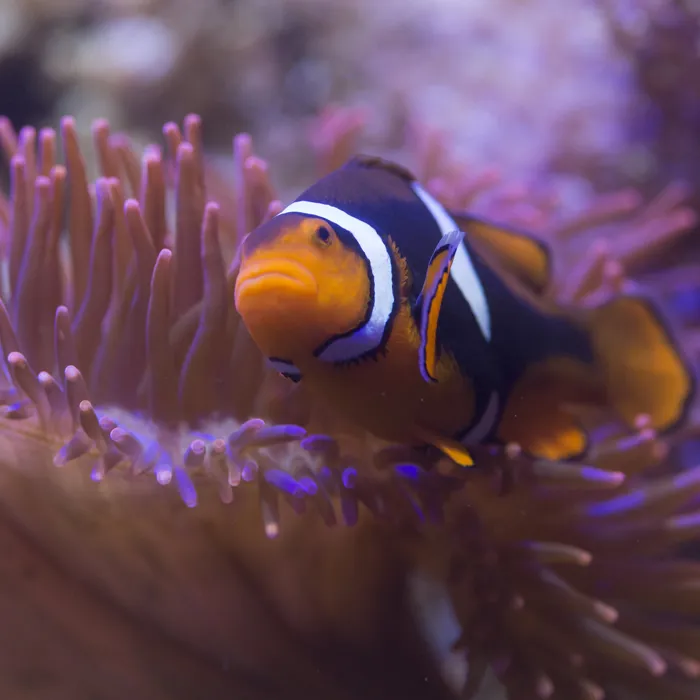 Clownfisch im SEA LIFE Oberhausen