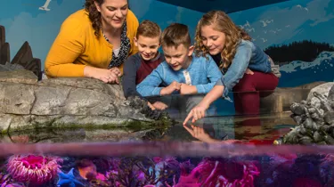 Touchpool 7 5 | SEA LIFE Aquarium
