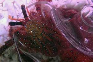 Hermit Crab | SEA LIFE Aquarium