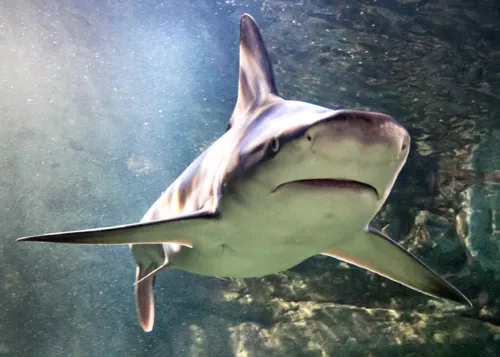 Shark