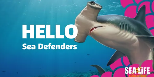 Sea Defenders Asset (1)