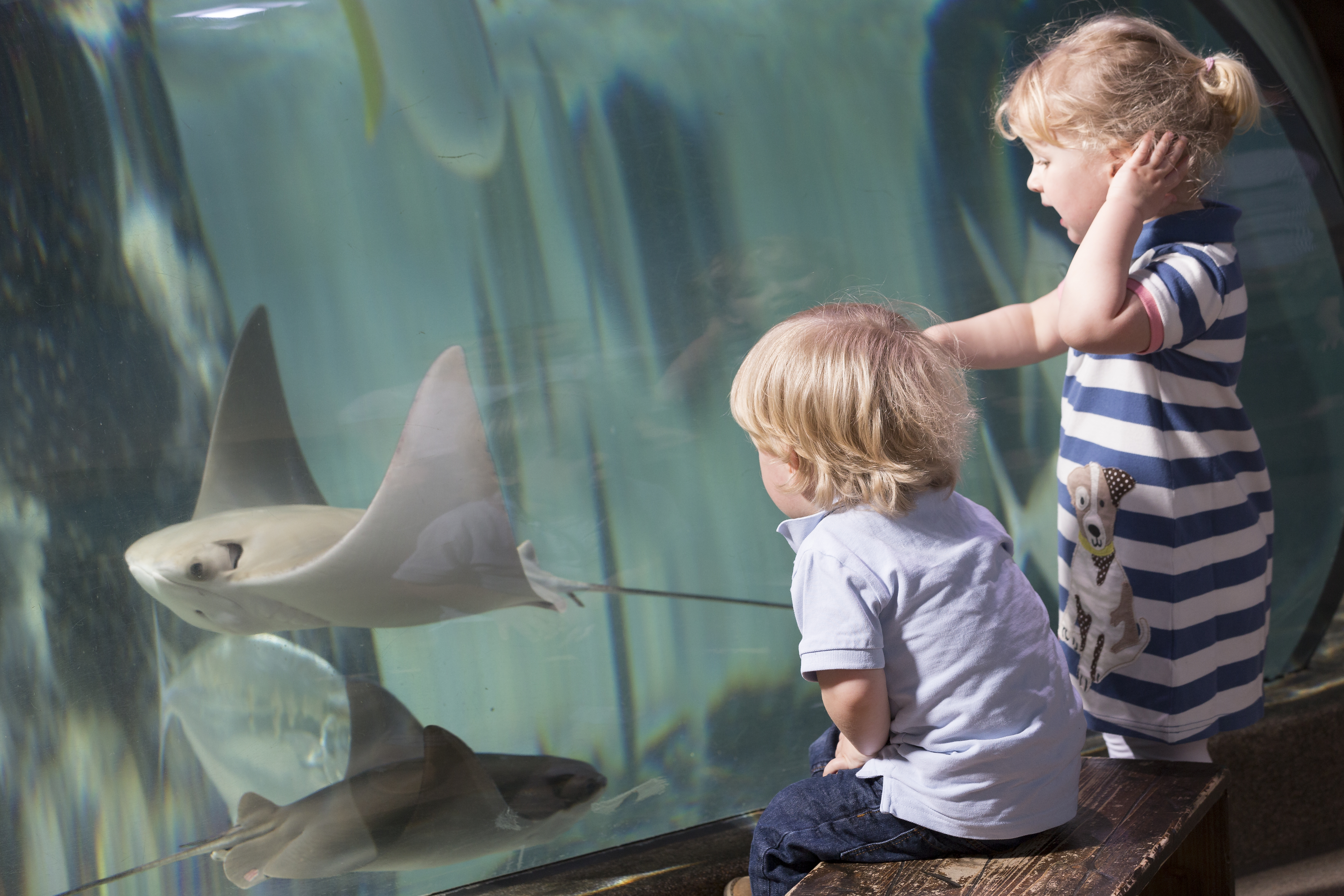Toddlers| SEA LIFE Aquarium