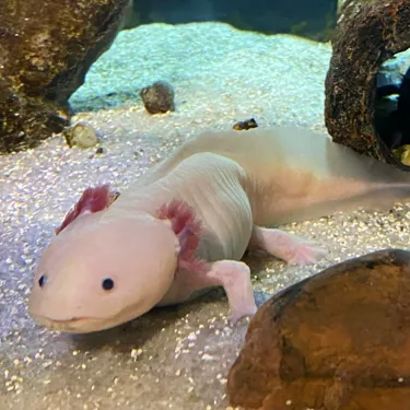 A close-up photo of a pink axolotl, showcasing its unique features like feathery external gills, round black eyes, and small smile. The axolotl’s soft, pink skin and delicate limbs are visible, creating a captivating view of this unusual aquatic creature. Image provided by IG user: Brookecoxmodel