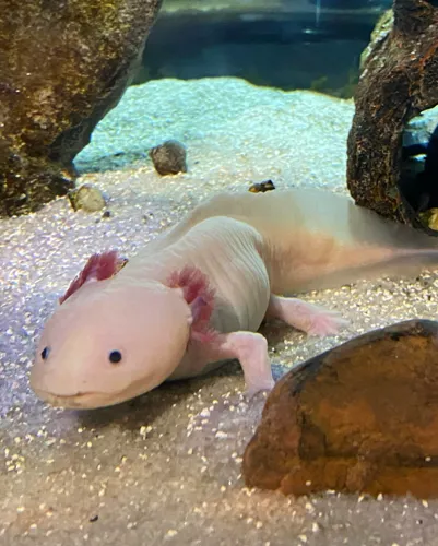 Axolotl