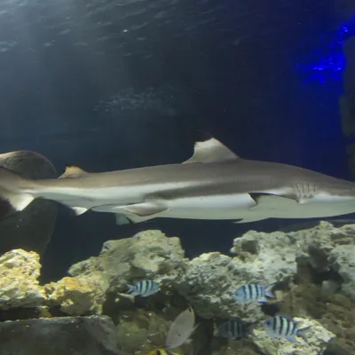 8445 Blacktip Reef Shark Carcharhinus Melanopterus 1