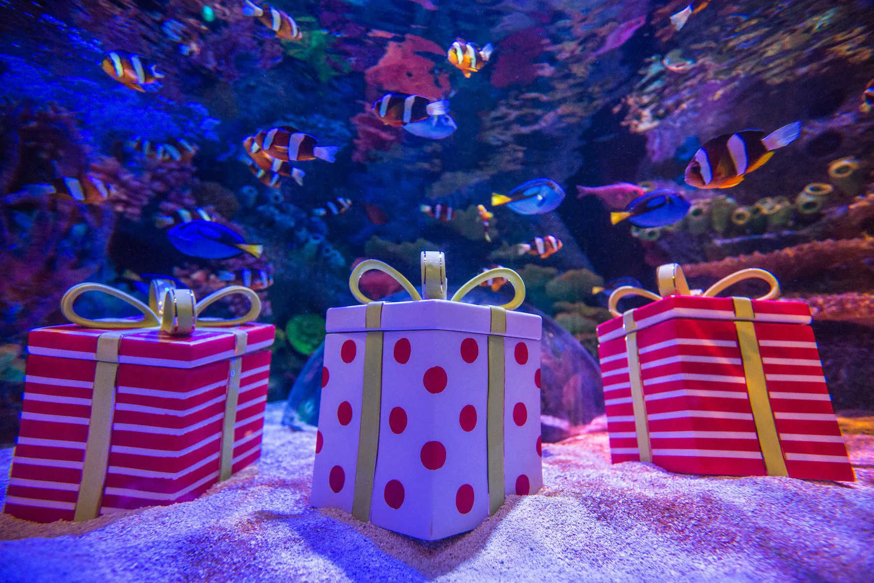 Presents Under The Sea (2)