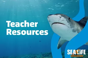 Teacher Resources (1)