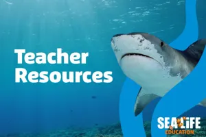 Teacher Resources (1)