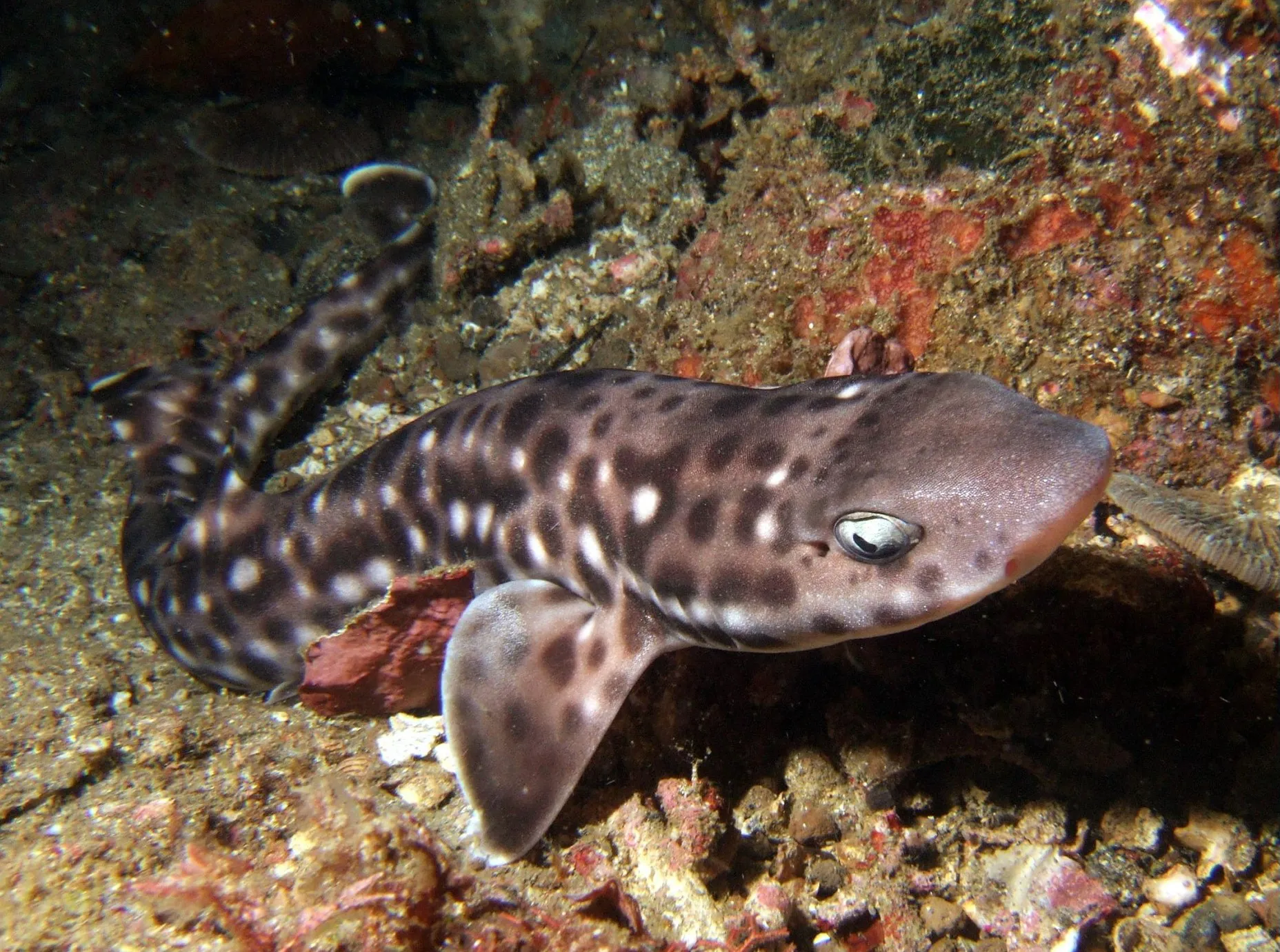 Coral Catshark