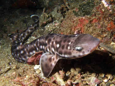 Coral Catshark