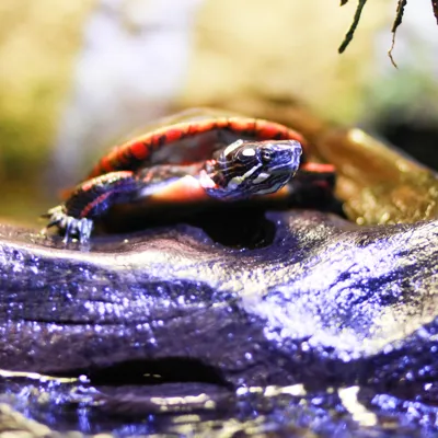 RS2325 Sealifecarlsbad 36 (1) (1)