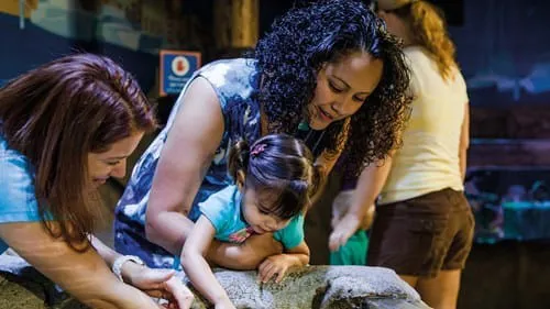 Touchpool | SEA LIFE Orlando Aquarium