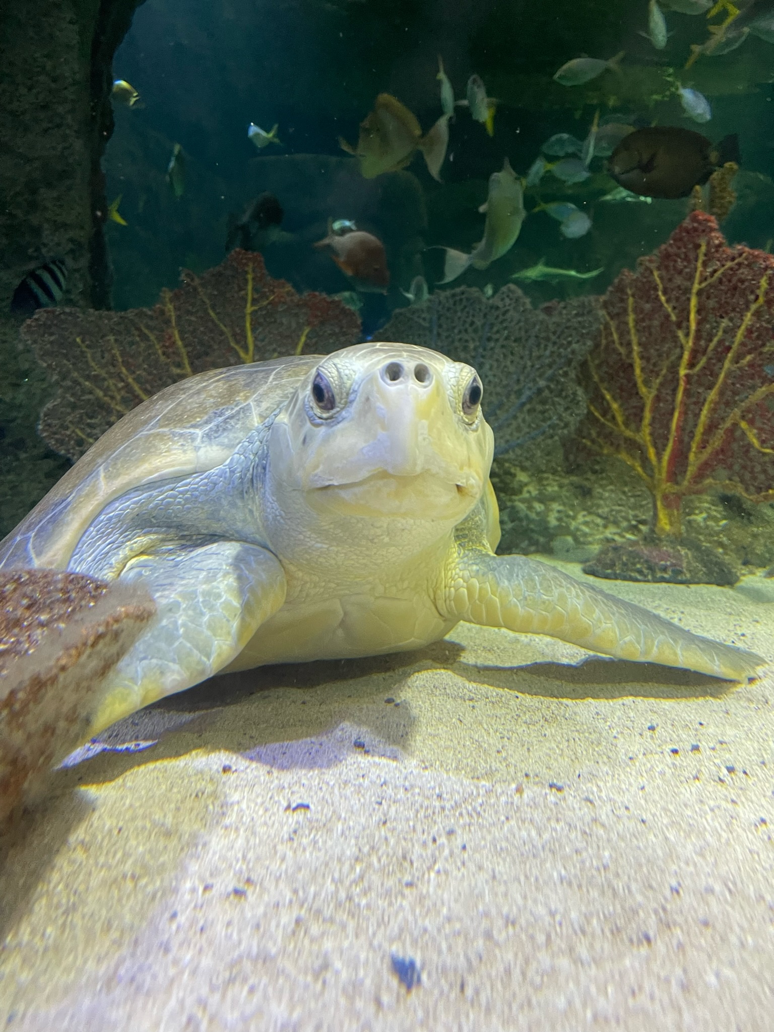 Meet Turtles at the Aquarium