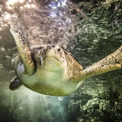 Green Sea Turtle 2 (1)