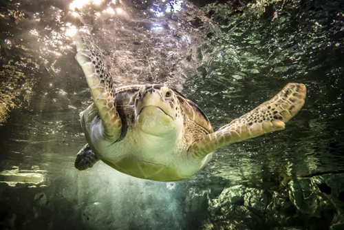 Green Sea Turtle